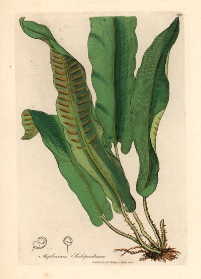Fougère langue de cerf, Asplenium scolopendrium, d