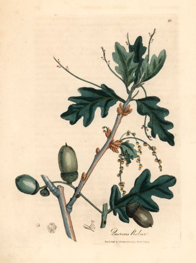 Feuilles et glands du chêne commun, Quercus robur, d