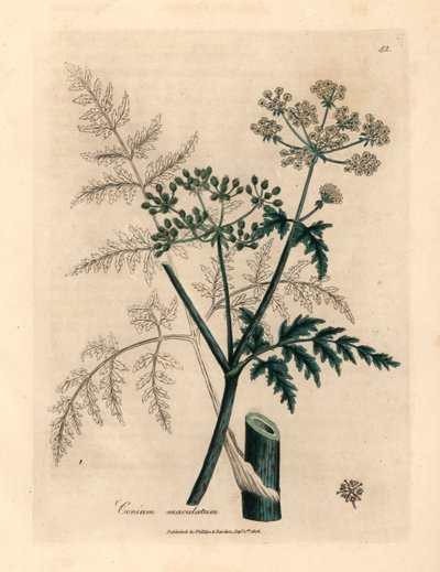 Feuilles et fleurs de ciguë, Conium maculatum, d