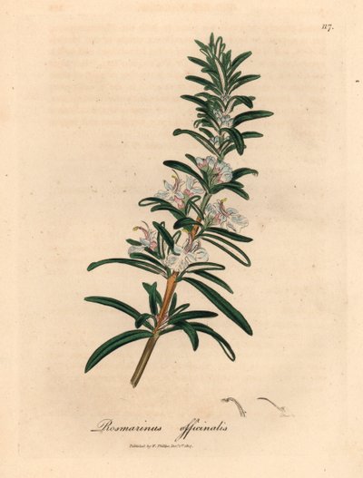 Romarin à fleurs bleu clair, Rosmarinus officinalis, d