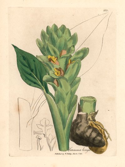 Curcuma à longue racine, Curcuma longa, d