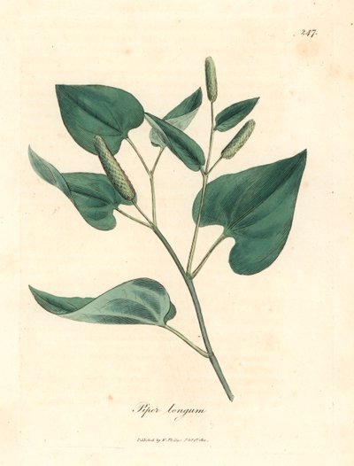 Poivre long, Piper longum, d