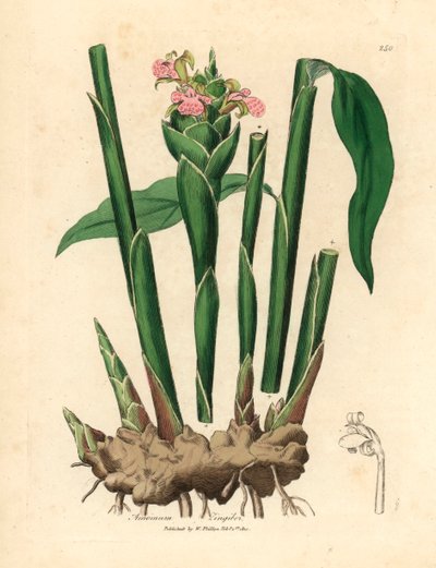 Gingembre à feuilles étroites, Zingiber officinale, d