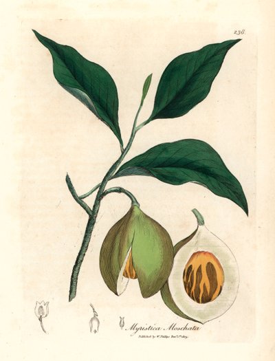 Noix de muscade et macis, Myristica moschata, Myristica fragrans, d