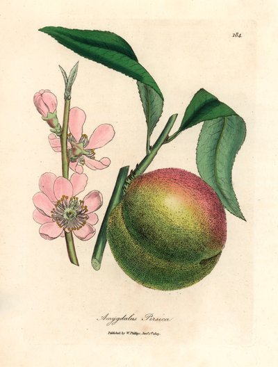 Pêcher avec fruit mûr et fleur rose, Amygdalus persica, d