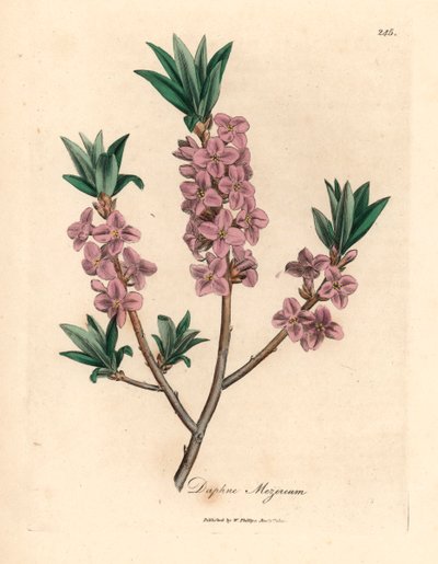 Bois-joli à fleurs roses, Daphne mezereum, d