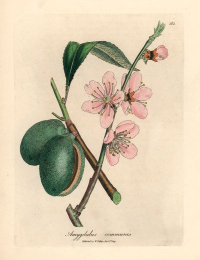 Amandier à fleurs roses, Amygdalus communis, d