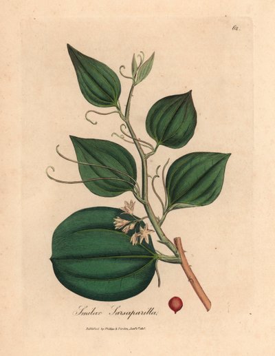 Fleur rose et baie de salsepareille, Smilax sarsaparilla, d