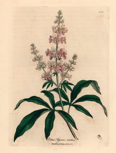 Arbre chaste à fleurs roses, Vitex agnus castus, d
