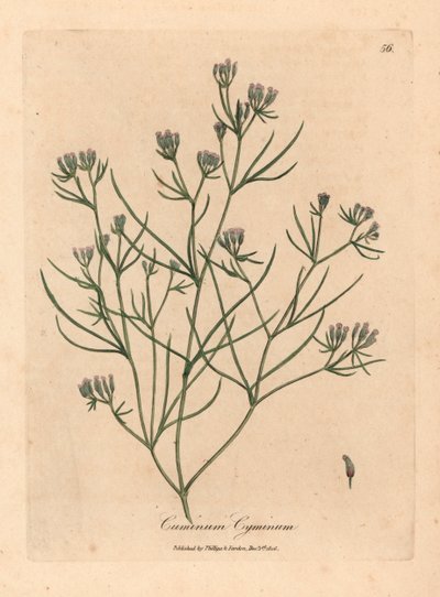 Cumin à fleurs roses, Cuminum cyminum, d