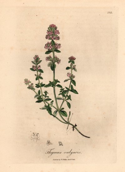 Thym de jardin à fleurs roses, Thymus vulgaris, d