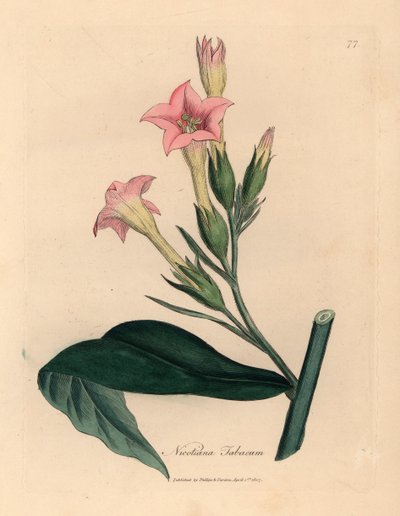 Tabac à fleurs roses, Nicotiana tabacum, d