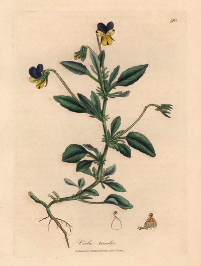 Pensée violette et jaune, Viola tricolor, d