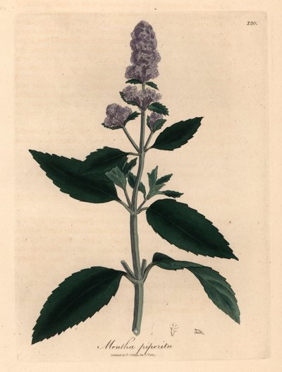 Menthe poivrée à fleurs violettes, Mentha piperita, d