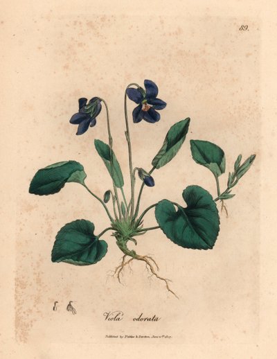 Violette odorante à fleurs violettes, Viola odorata, d