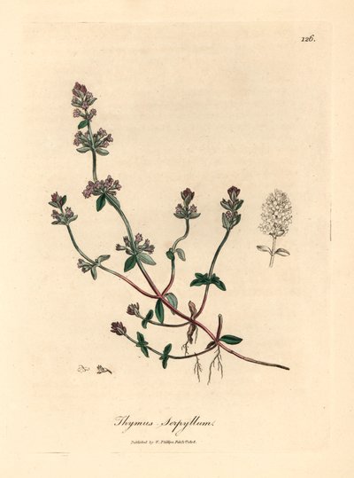 Thym sauvage à fleurs pourpres, Thymus serpyllum, d