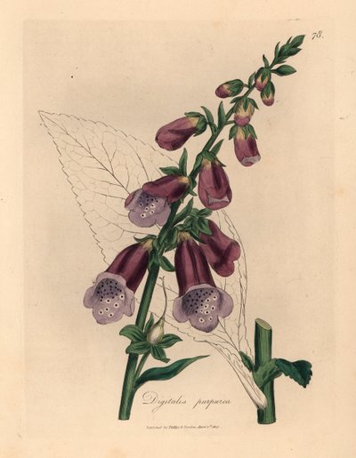 Digitale pourpre, Digitalis purpurea, d