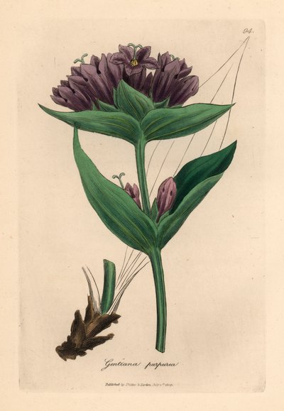 Gentiane pourpre, Gentiana purpurea, d