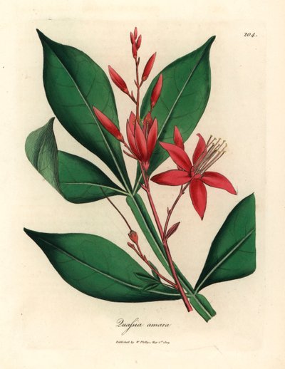 Quassia amère à fleurs rouges, Quassia amara, d