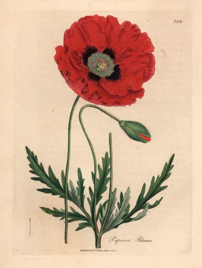 Coquelicot rouge ou pavot des champs, Papaver rhoeas, d