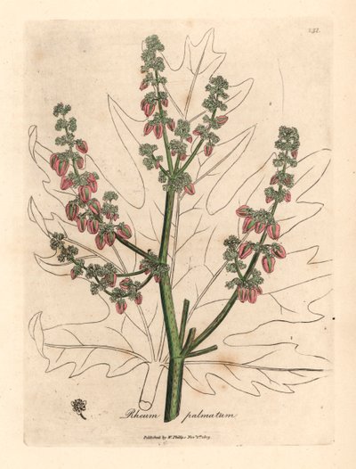 Fleurs et tiges de rhubarbe, contour de feuille, Rheum palmatum, d