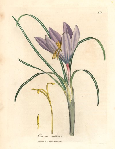 Crocus safran, Crocus sativus, d