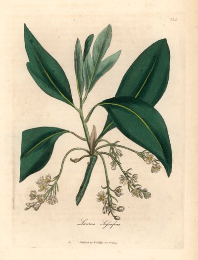 Arbre de sassafras, Laurus sassafras, d