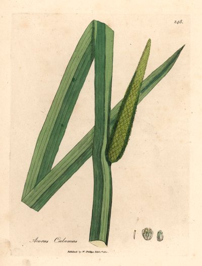 Acore odorant, Acorus calamus, d