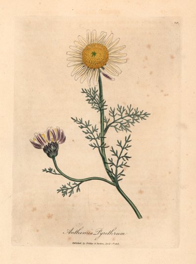 Camomille d