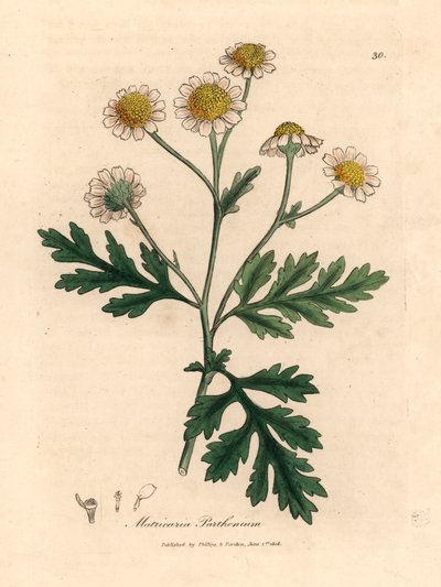 Grande camomille à fleurs blanches et jaunes, Matricaria parthenium, d
