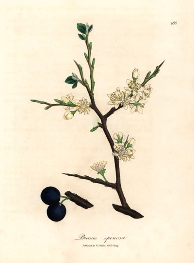 Fleurs blanches et baies bleues du prunellier, Prunus spinosa, d