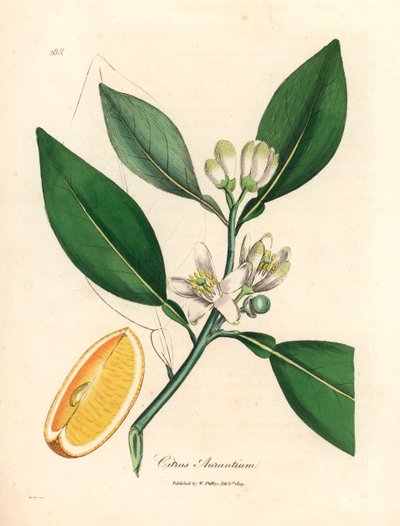 Fleur blanche et segment de fruit mûr de l