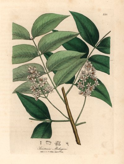 Acajou à fleurs blanches, Swietenia mahogani, d