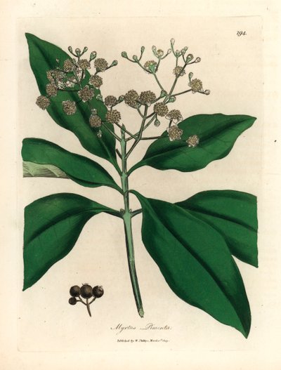 Arbre à épices à fleurs blanches, Myrtus pimenta, d