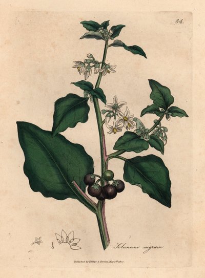 Morelle noire de jardin à fleurs blanches, Solanum nigrum, d