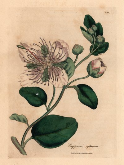 Câprier à fleurs blanches, Capparis spinosa, d