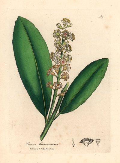 Laurier-cerise à fleurs blanches, Prunus laurocerasus, d