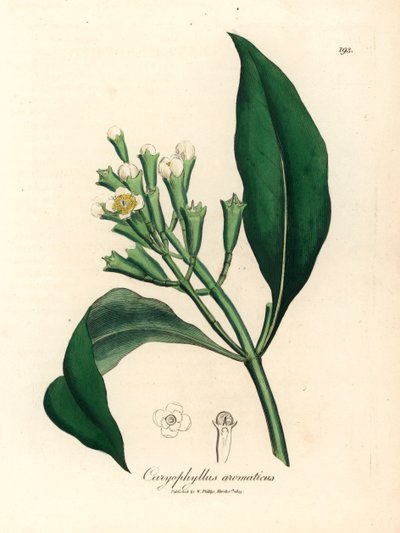 Giroflier à fleurs blanches, Caryophyllus aromaticus, d