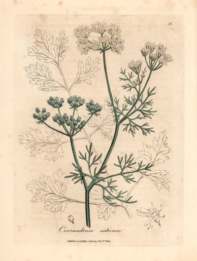 Coriandre à fleurs blanches, Coriandrum sativum, d