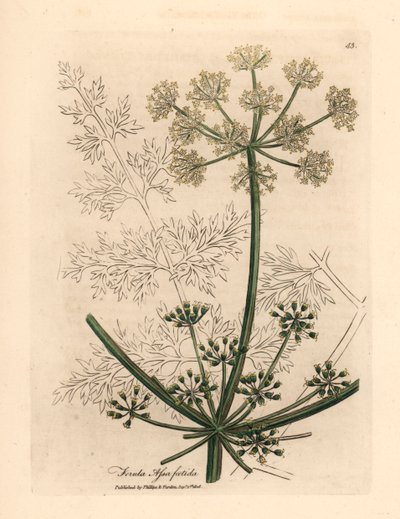 Fenouil géant à fleurs blanches ou asafetida, Ferula assafoetida, d