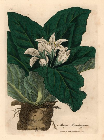 Mandragore à fleurs blanches, Atropa mandragora, d