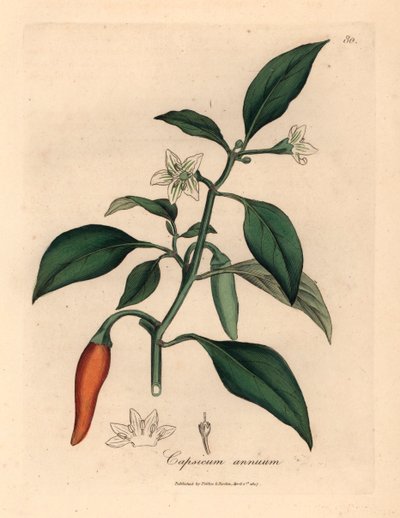 Piment de Guinée écarlate à fleurs blanches, Capsicum annuum, d