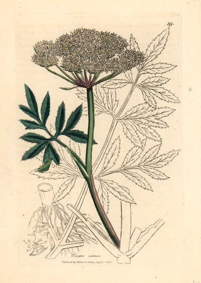 Ciguë aquatique à fleurs blanches, Cicuta virosa, d