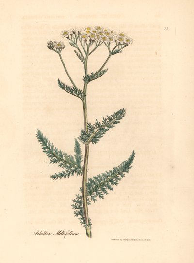 Achillée millefeuille à fleurs blanches, Achillea millefolium, d