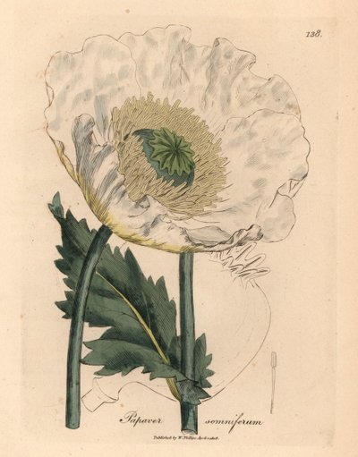 Pavot blanc, Papaver somniferum, d
