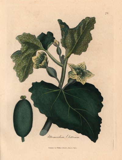 Fleur jaune, feuilles et fruit du concombre d