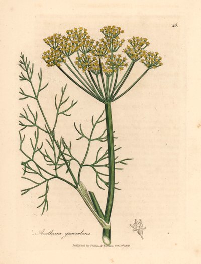 Aneth à fleurs jaunes, Anethum graveolens, d