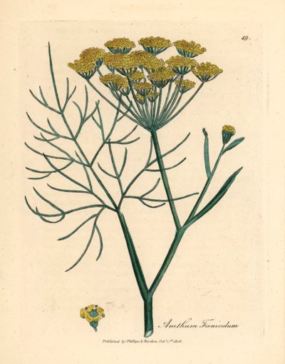 Fenouil à fleurs jaunes, Anethum foeniculum, d