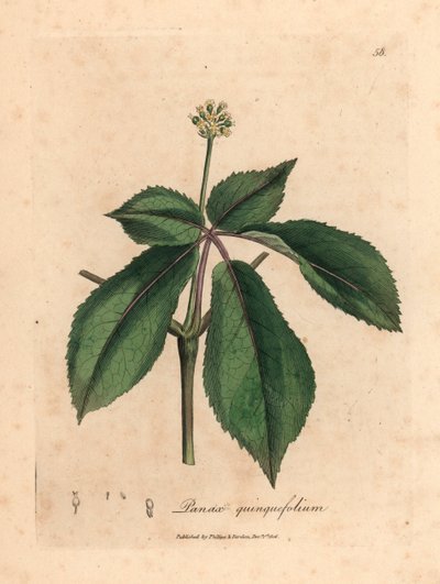 Ginseng à fleurs jaunes, Panax quinquefolium, d