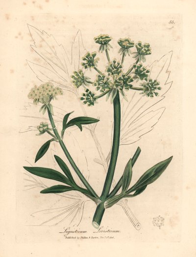 Livèche à fleurs jaunes, Ligusticum levisticum, d